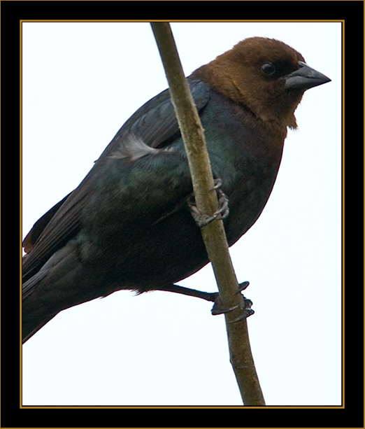 Brown-headed Cowbird - North Platte, Nebraska