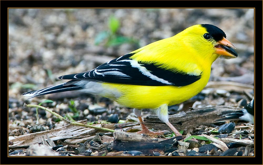 American Goldfinch - North Platte, Nebraska