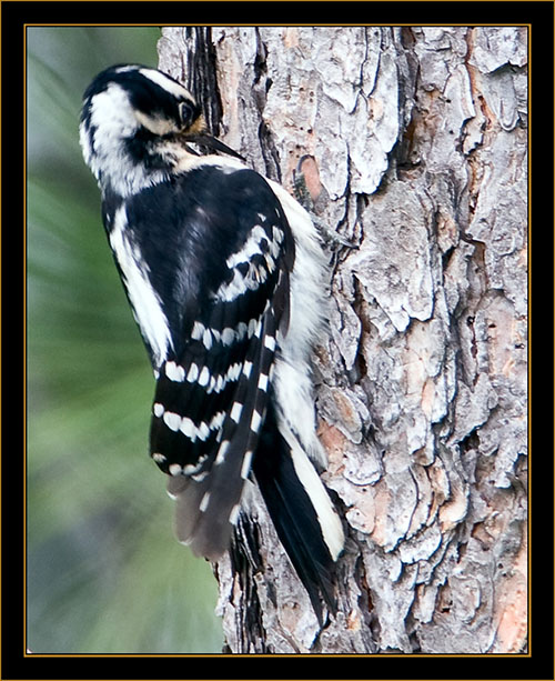Downy Woodpecker - North Platte, Nebraska