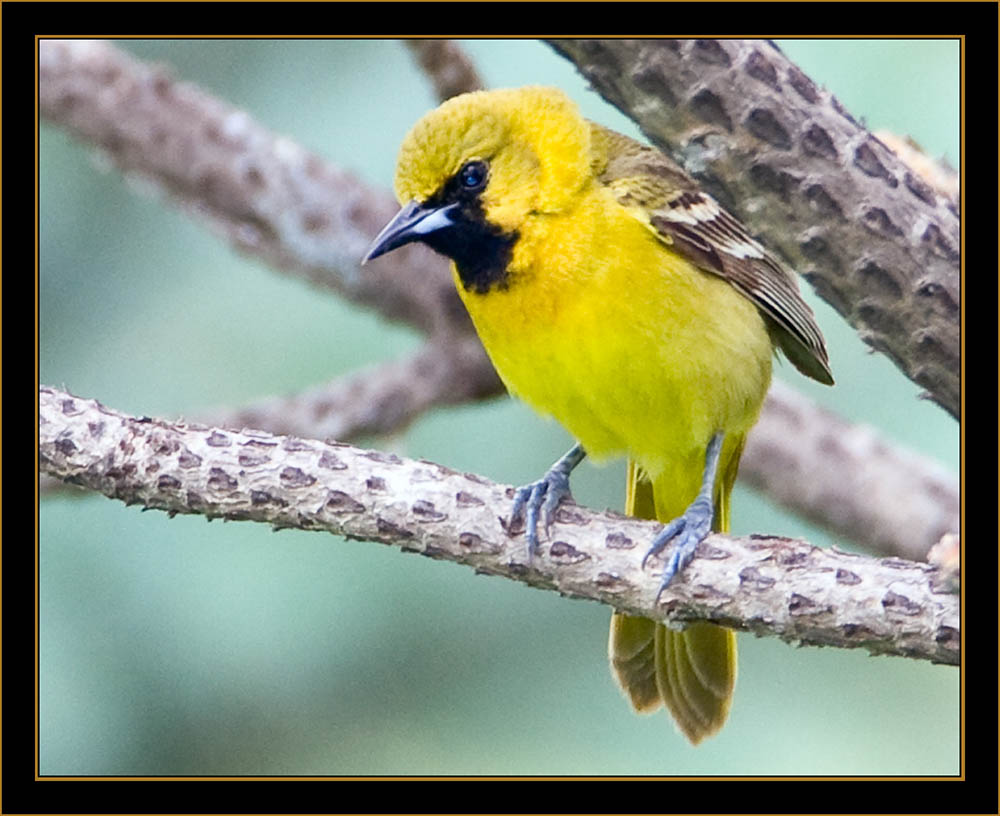 1st Summer Orchard Oriole - North Platte, Nebraska