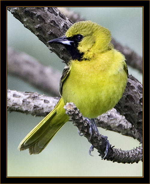 1st Summer Orchard Oriole - North Platte, Nebraska