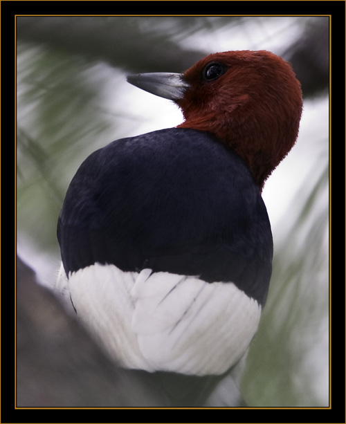 Red-headed Woodpecker- North Platte, Nebraska