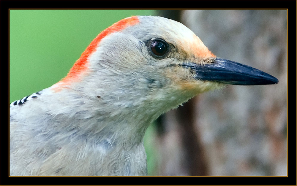 Red-bellied Woodpecker - North Platte, Nebraska