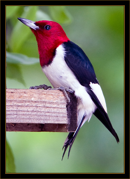 Red-headed Woodpecker - North Platte, Nebraska