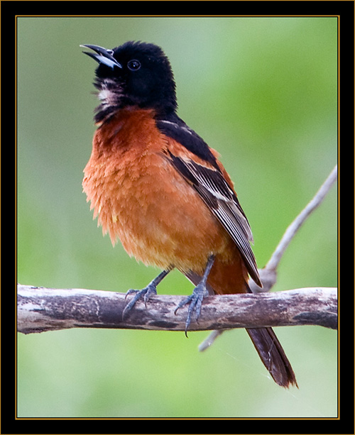 Orchard Oriole - North Platte, Nebraska