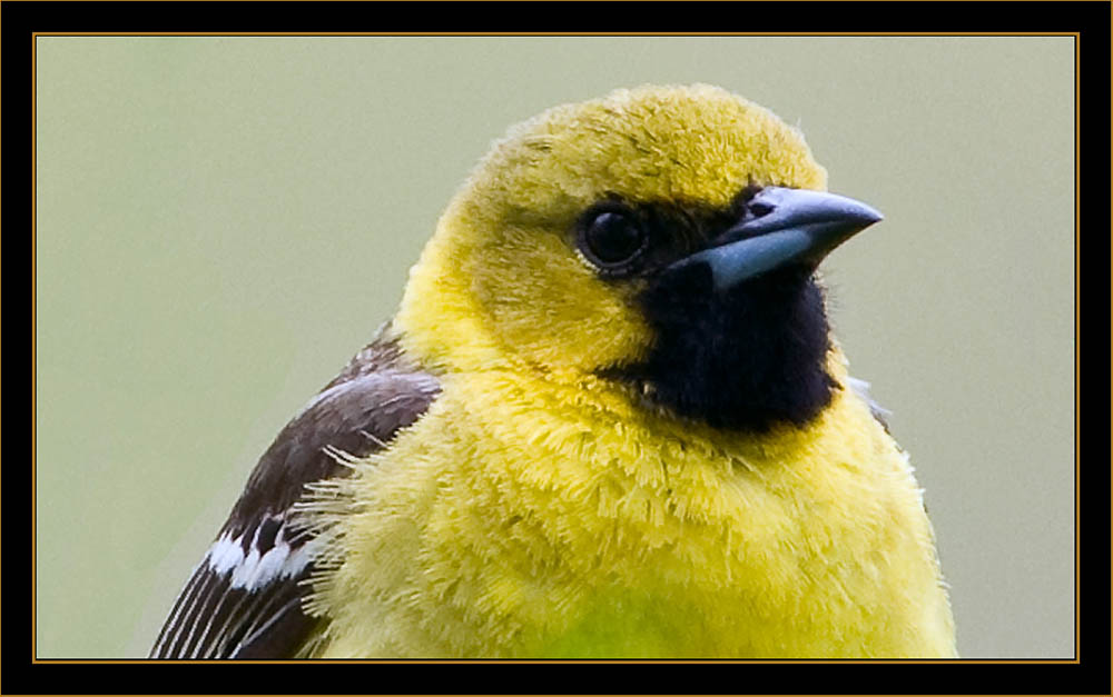 1st Summer Orchard Oriole - North Platte, Nebraska