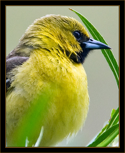 1st Summer Orchard Oriole - North Platte, Nebraska