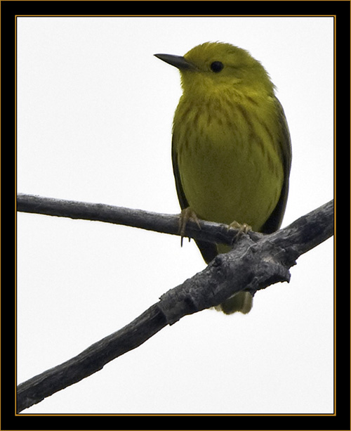 Yellow Warbler - North Platte, Nebraska