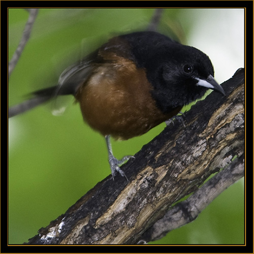 Orchard Oriole