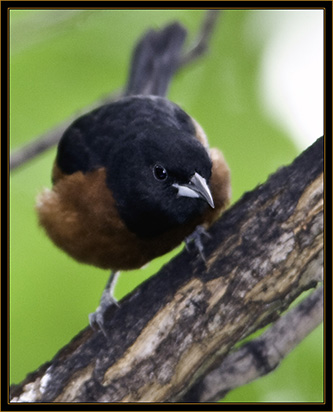 Orchard Oriole