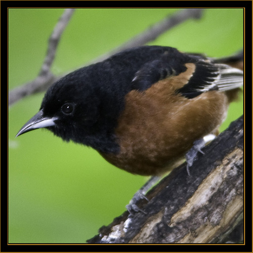 Orchard Oriole