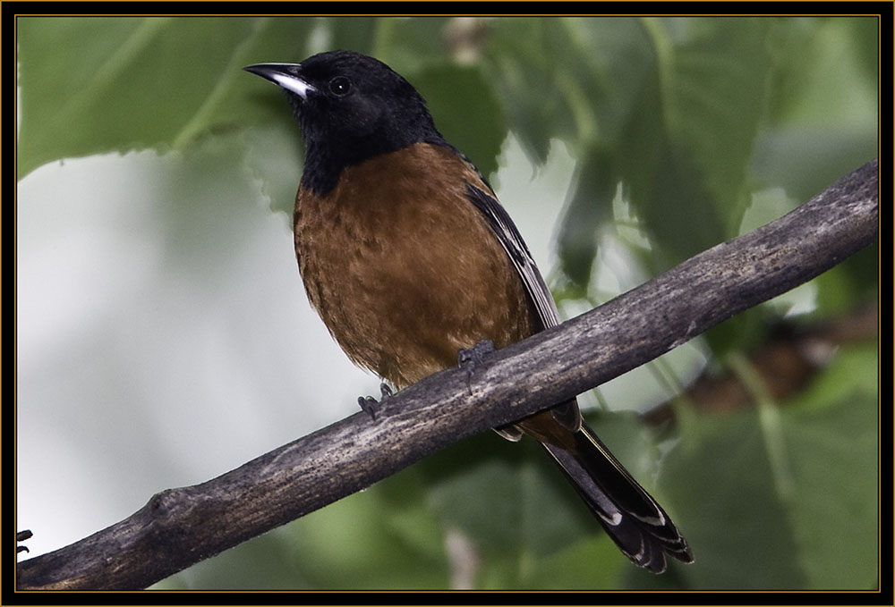 Orchard Oriole