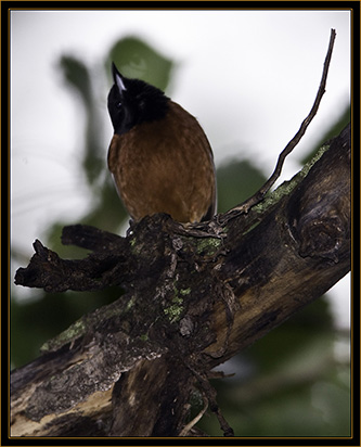 Orchard Oriole