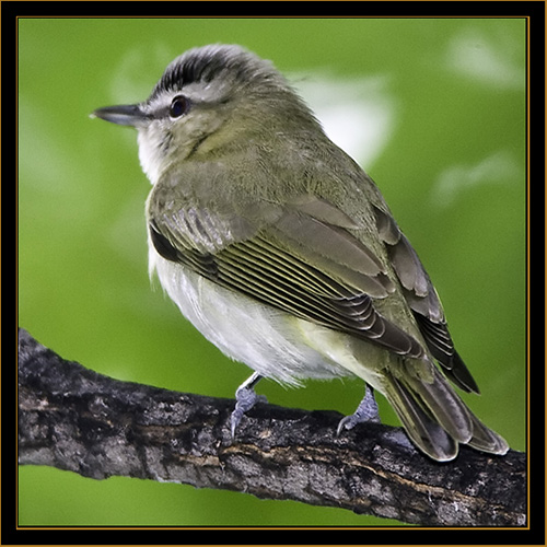 Red-eyed Vireo