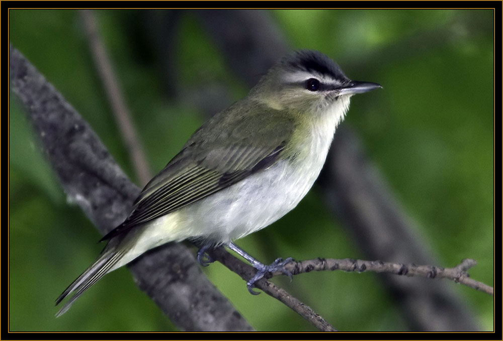 Red-eyed Vireo