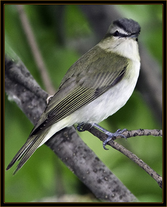 Red-eyed Vireo