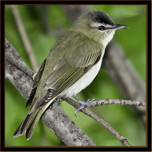 Red-eyed Vireo