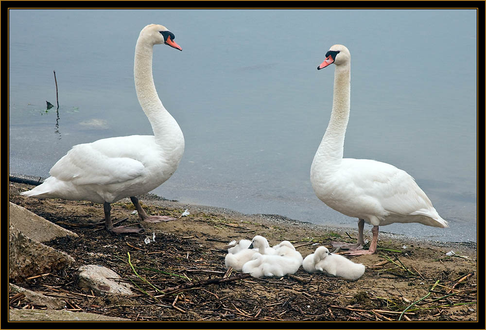 Mute Swan Family - Michigan