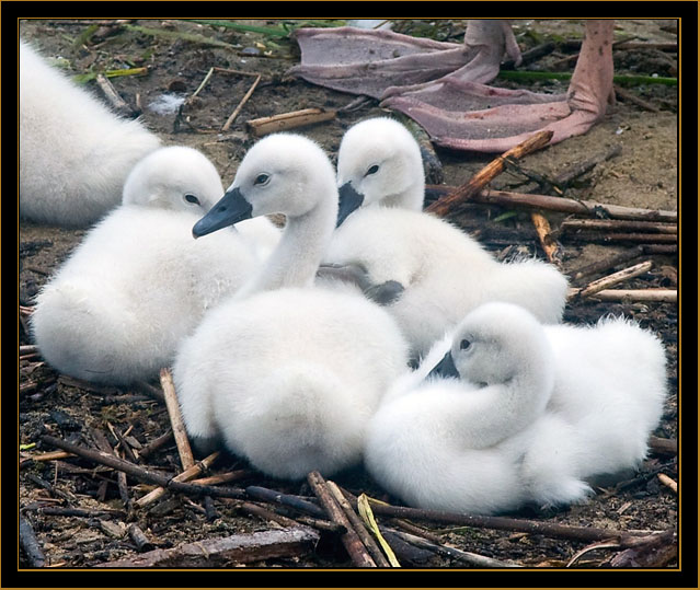 Mute Swan Chicks
