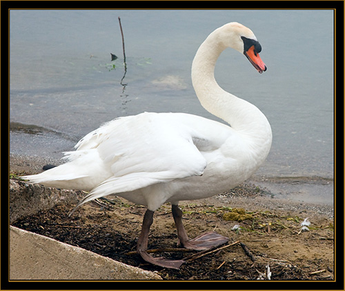 Adult Mute Swan