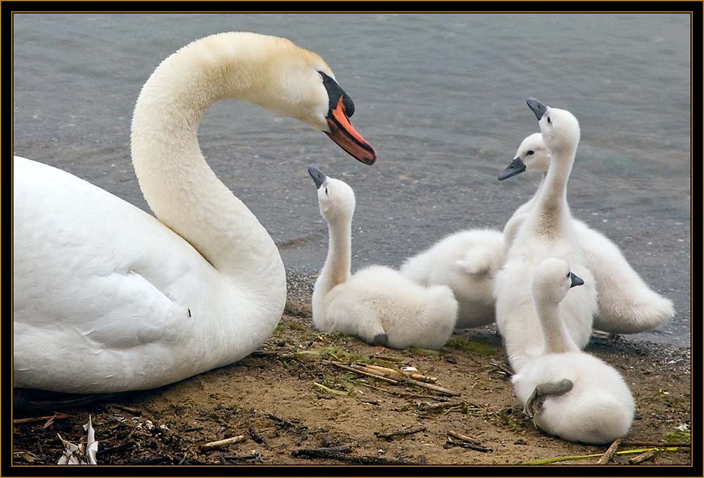 Mute Swan Group - Michigan