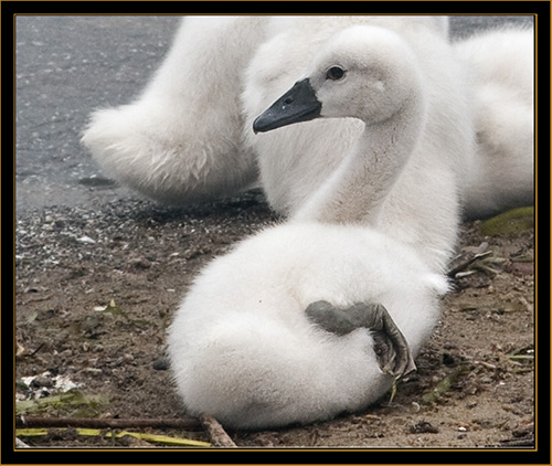 Mute Swan Chick