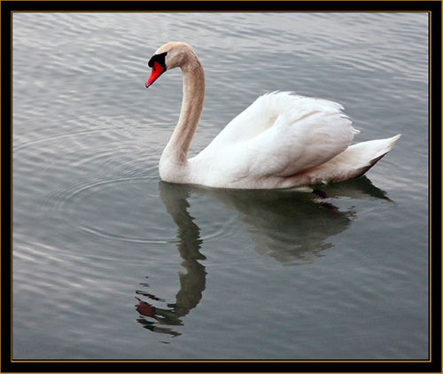 Mute Swan