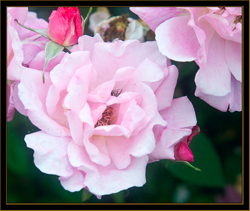 Floral View - Michigan