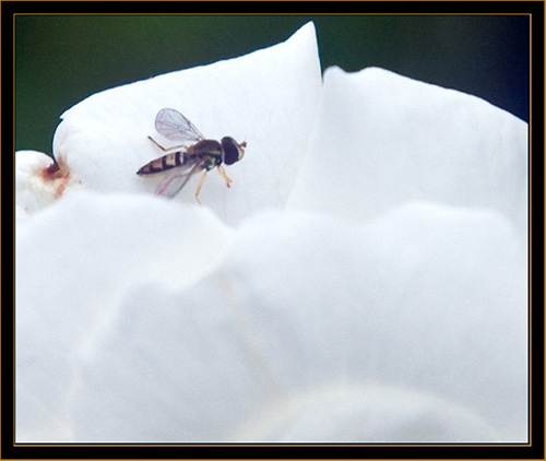 Fly on Rose View - Michigan