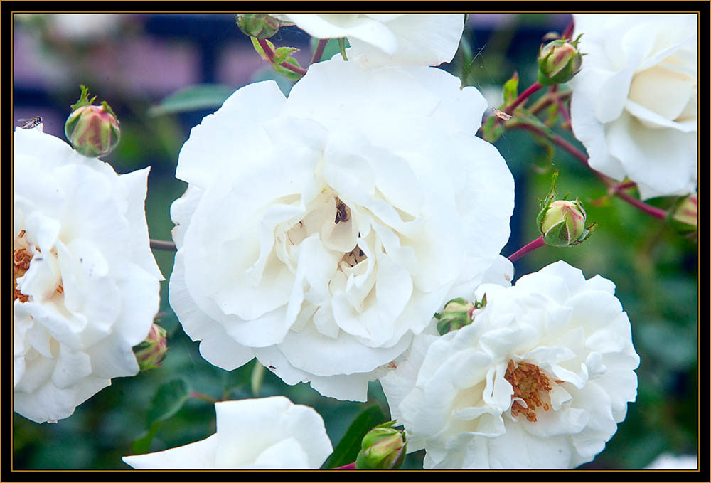 Rose Floral View - Michigan