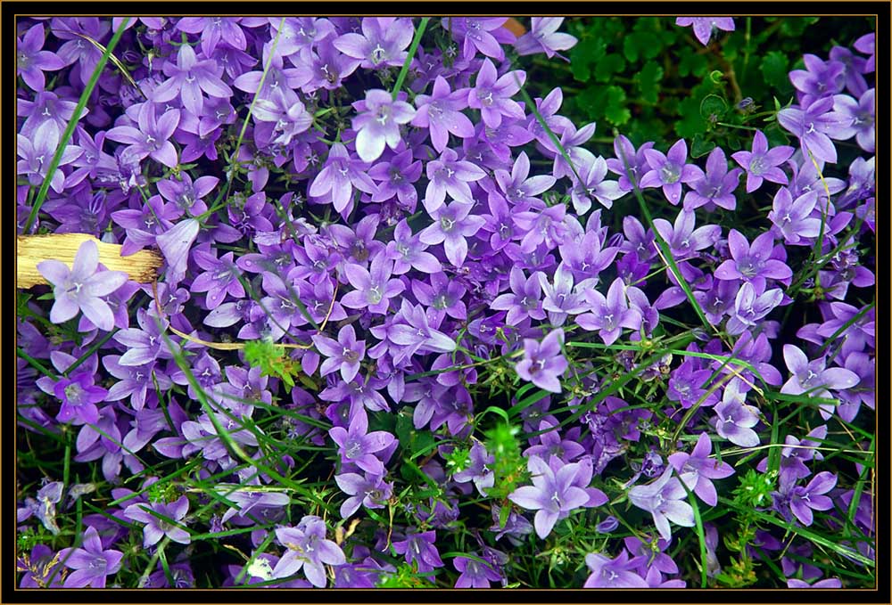 Floral View - Michigan