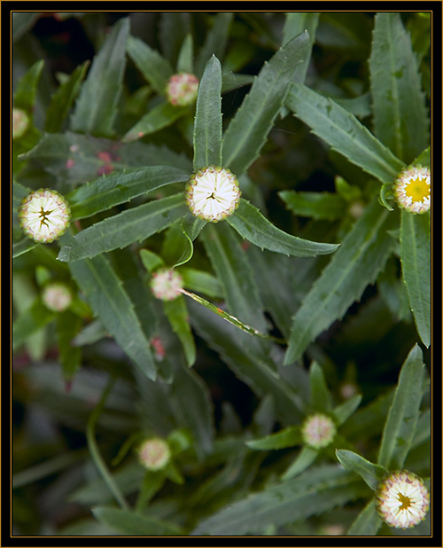 Floral View - Michigan