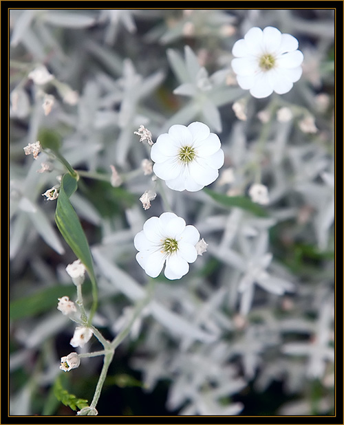 Floral View - Michigan