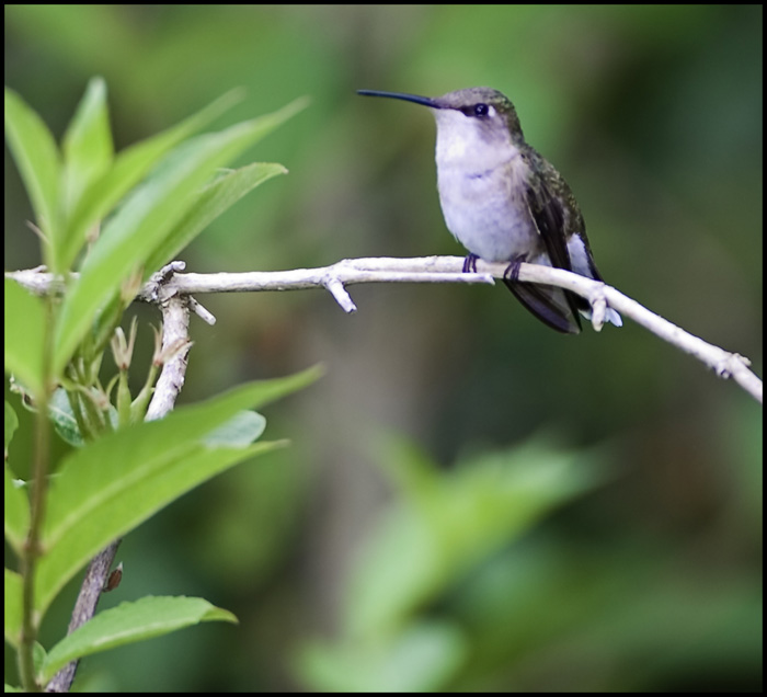 Female Ruby-Throated Hummingbird