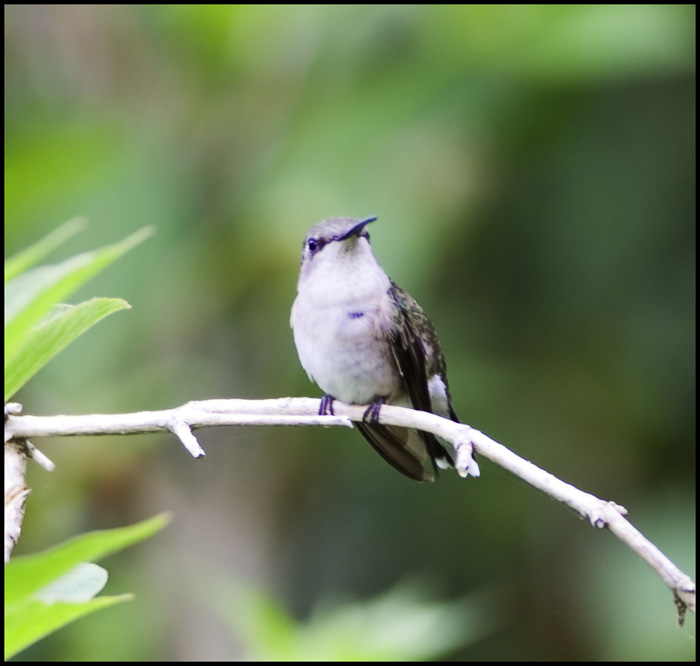 Perched Hummingbird