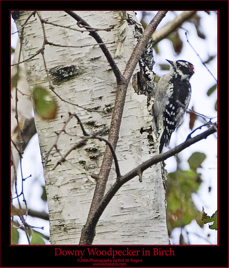 Downy Woodpecker