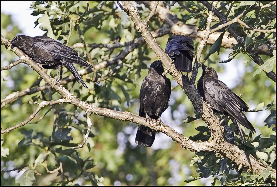 A Group of Neighborhod Crows