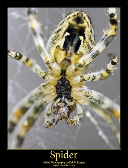 Garden Spider Close Up