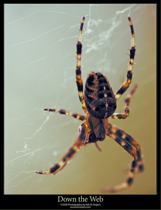 Garden Spider