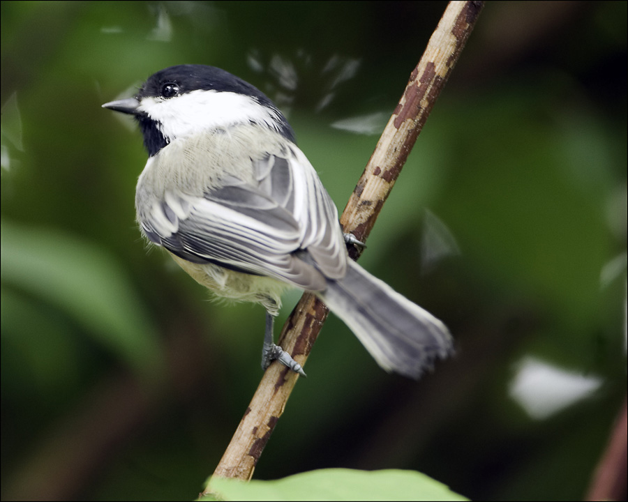 Chickadee