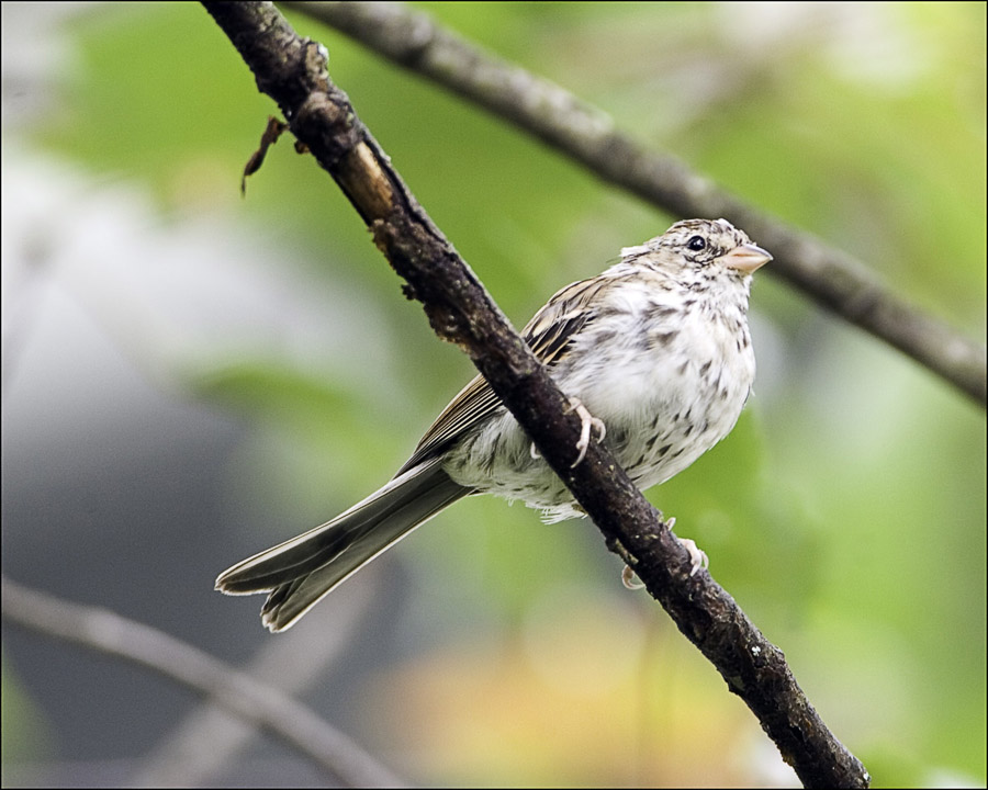 Perched Sparrow