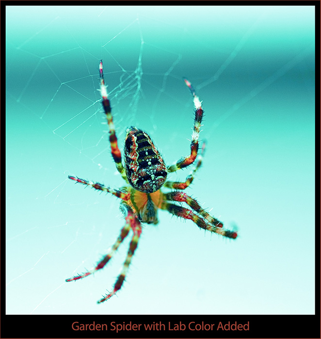 Garden Spider with Color Added