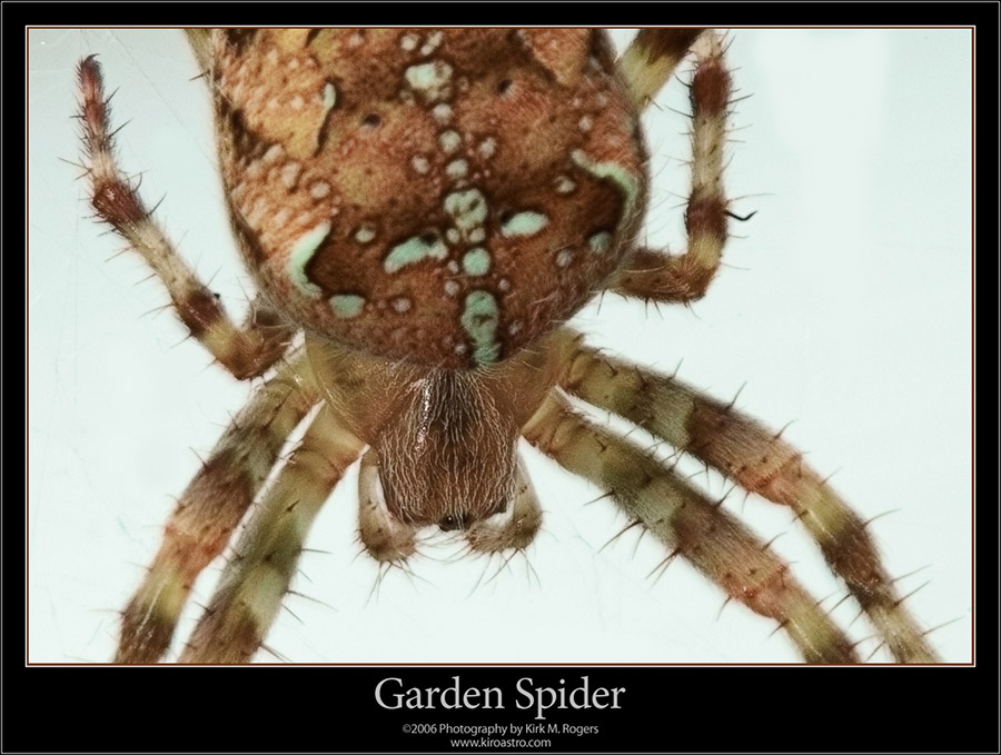 Garden Spider Close Up
