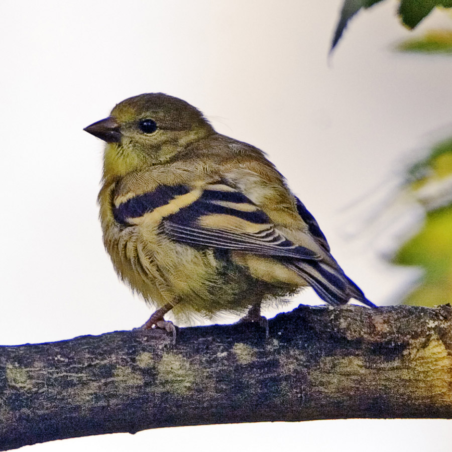 Lady Goldfinch