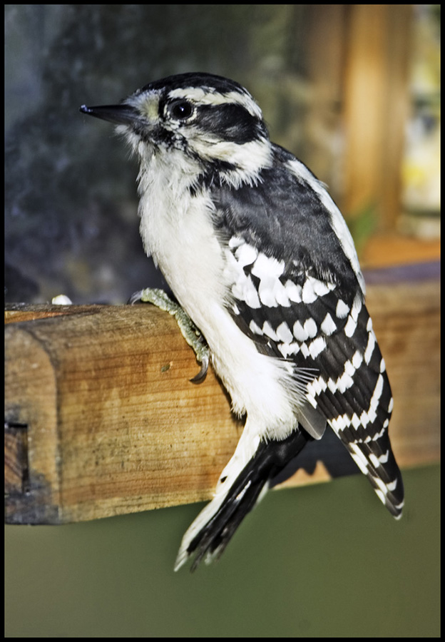 Downy Woopecker at Feeder