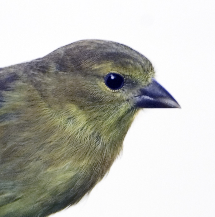 Goldfinch Headshot