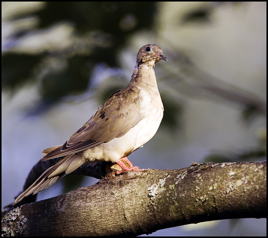 Mourning Dove in Tree