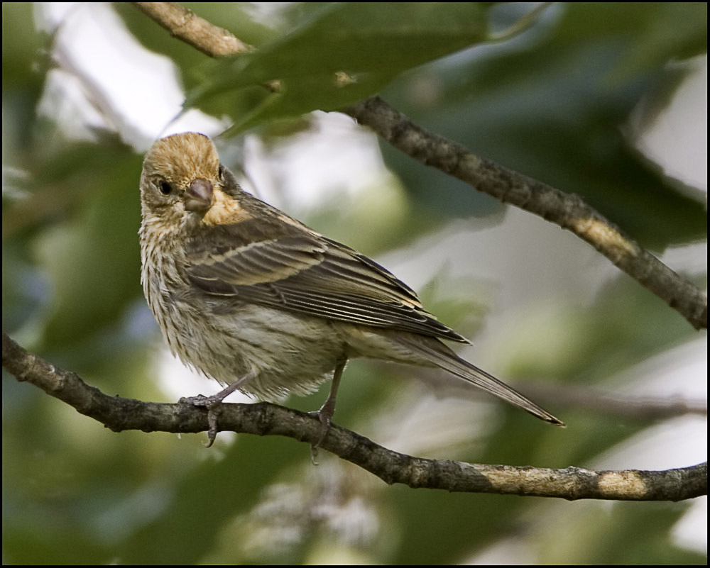 Perched Sparrow