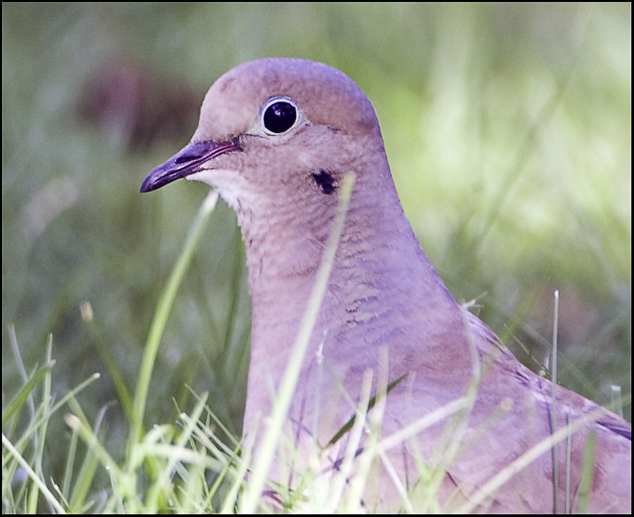 Mourning Dove Headshot