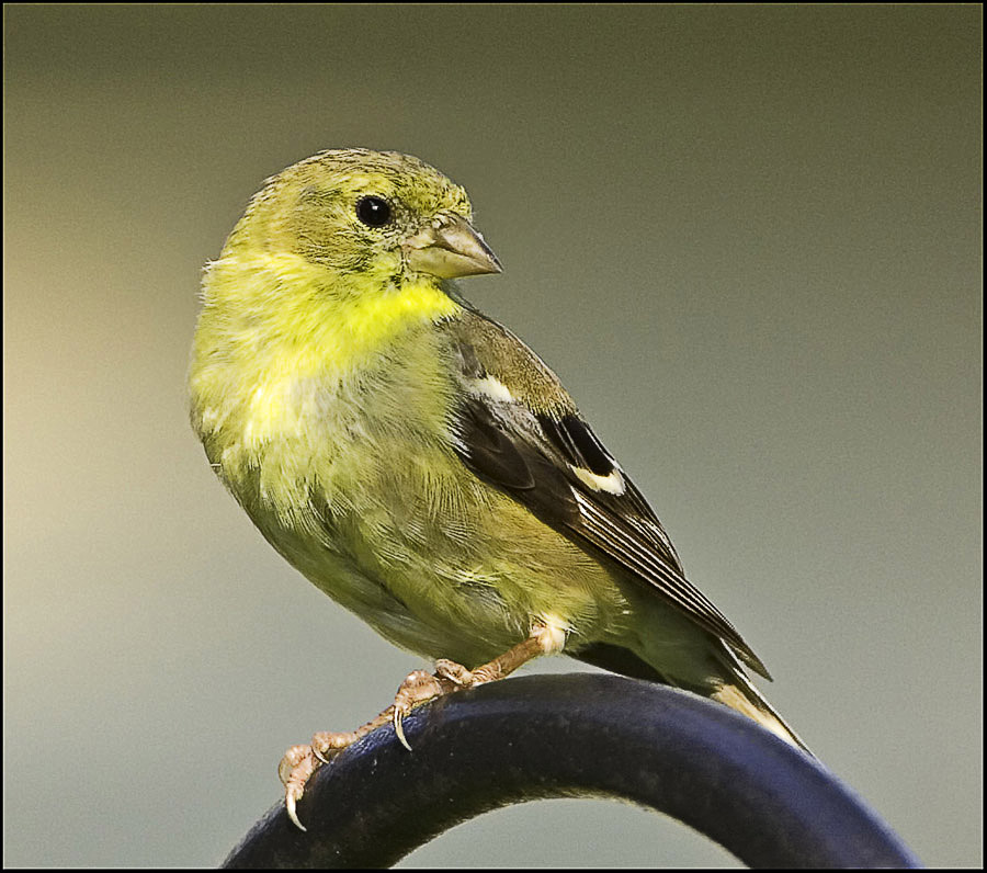 Backyard Female Goldfinch